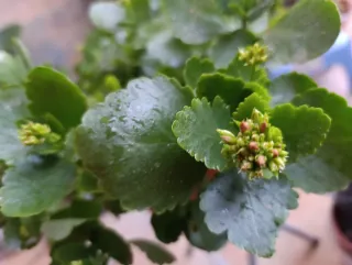 Kalanchoe Blossfeldiana Planta