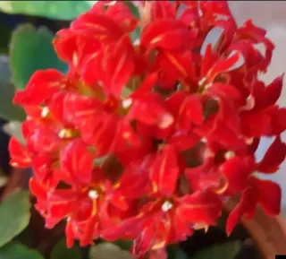 Kalanchoe Blossfeldiana Planta