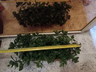 Kalanchoe Blossfeldiana Planta