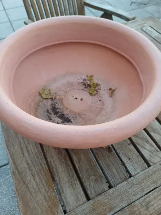 Macetas para bonsái u otras plantas