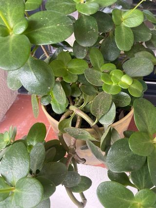 Planta Inferior o Exterior