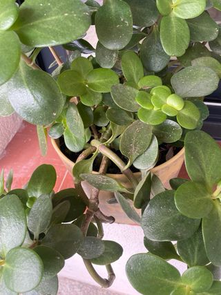 Planta Inferior o Exterior