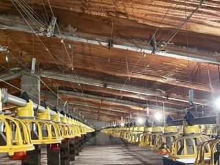 Comedero Roxell Avicultura