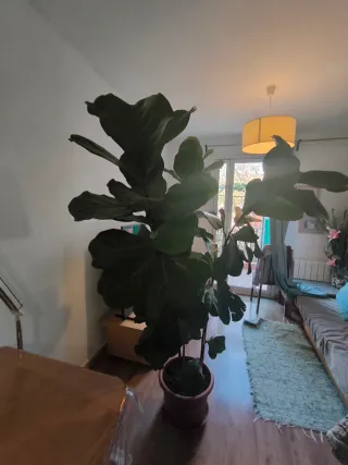 Planta Ficus Lyrata grande