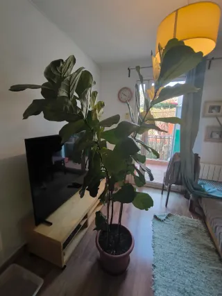 Planta Ficus Lyrata grande