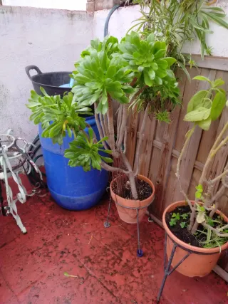 Planta Aeonium