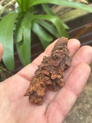 Fósil Coprolito Excremento Dinosaurio