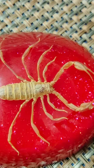 Escorpión en Metacrilato para Coleccionistas