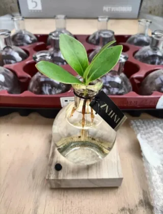 Set Vaso Ampolla Idroponica + Base Led