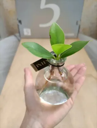 Set Vaso Ampolla Idroponica + Base Led