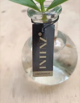 Set Vaso Ampolla Idroponica + Base Led