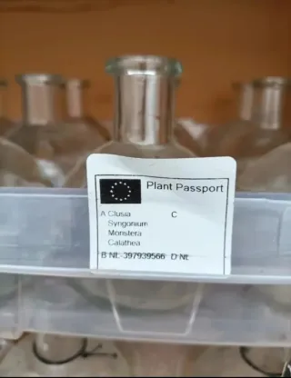 Set Vaso Ampolla Idroponica + Base Led