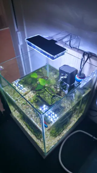 Pecera 25 litros con decoración