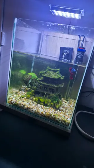 Pecera 25 litros con decoración