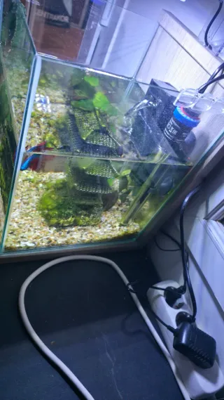 Pecera 25 litros con decoración