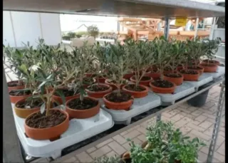 Bonsai Olivo in Vaso di Terracotta