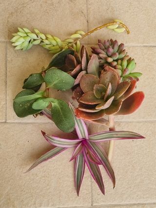 Mix succulente assortite o su richiesta