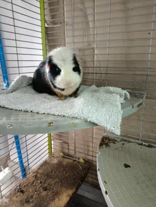 Jaula para Cobayas o Conejos más transportin