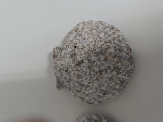 Conchiglie di vongola in pietra