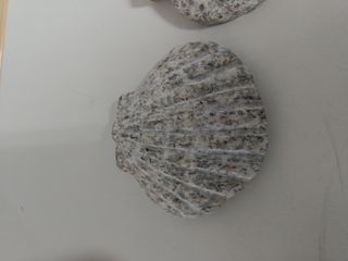 Conchiglie di vongola in pietra