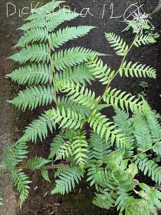 Helecho arbóreo: Cyathea y Dicksonia 12Ø