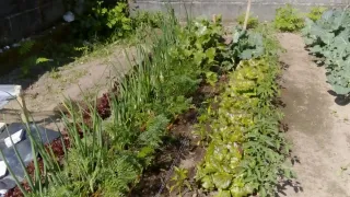 Limpiezas de fincas y mantenimiento