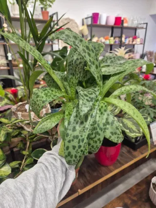 Planta drimiopsis maculata