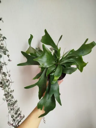 Helecho Cuerno de Alce Platycerium