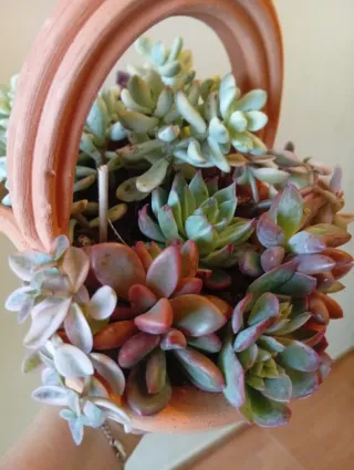 Cesta terracota con suculentas