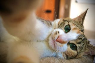 Fotografo Profesional