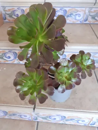Planta Aeonium