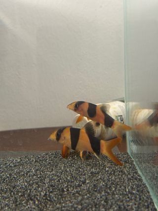 Intercambio. 2 bottia payaso 1 Labeo Frenatus