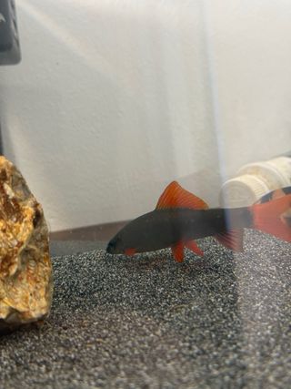 Intercambio. 2 bottia payaso 1 Labeo Frenatus