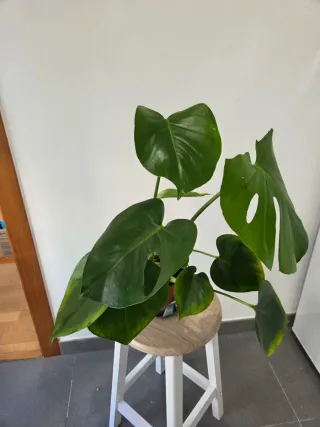 Monstera Deliciosa Planta