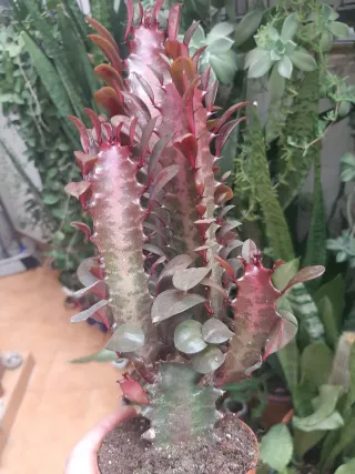 Euphorbia Trigona Cactus
