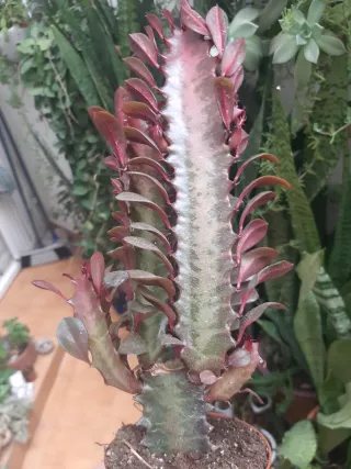 Euphorbia Trigona Cactus