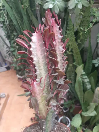 Euphorbia Trigona Cactus