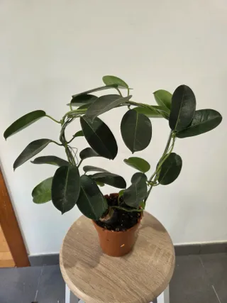 Jazmín de Madagascar 40 cm - Flor Blanca