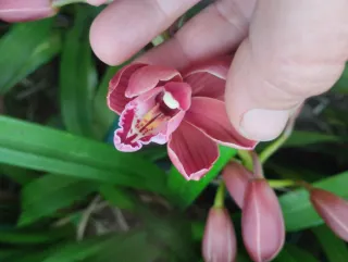 2 Mudas Orquídeas com 3/4 Bolbos