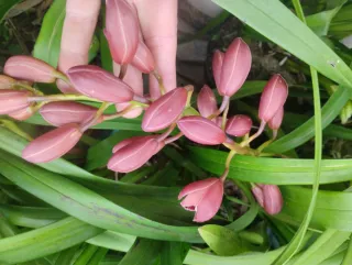 2 Mudas Orquídeas com 3/4 Bolbos