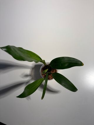 Orquídea Bifrenaria harrisoniae