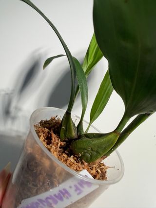 Orquídea Bifrenaria harrisoniae