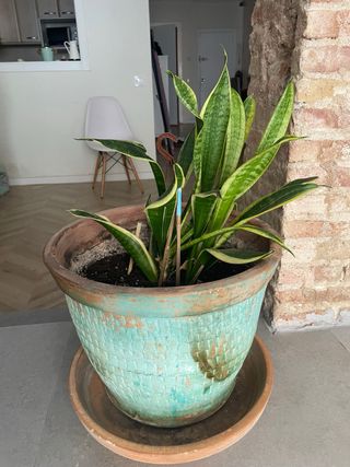 Sansevieria mediana en maceta de plástico