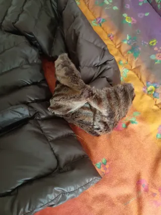 Chaqueta Javier Simorra corta plumón y pluma.