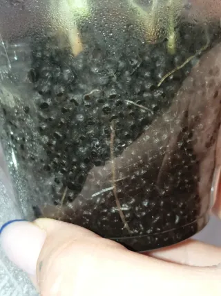 Alocasia Black Velvet Gold