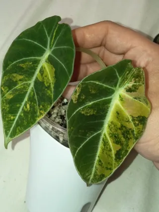 Alocasia Black Velvet Gold