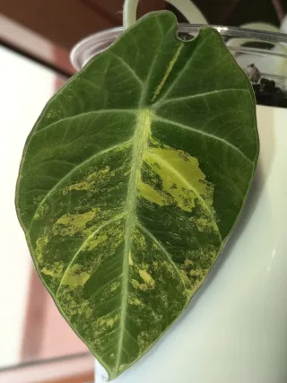 Alocasia Black Velvet Gold