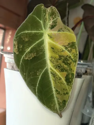 Alocasia Black Velvet Gold