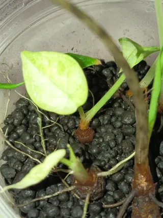 Alocasia Ninja Tricolor