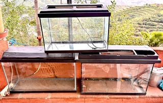 Peceras, acuario, terrario